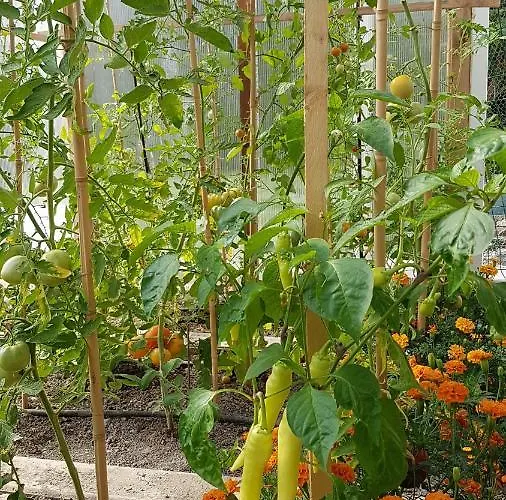 Pensión L'hébergerie Epoye